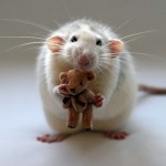 Of Mice and Young Men