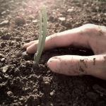a hand encircling a new shoot coming through the dirt