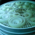 Slices of onion on round dehydrator racks