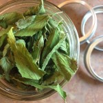 Growing and Drying Mint for Winter Tea