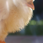 Partial view of a yellow chick