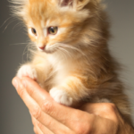 Kittens: Part 1