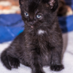 Kittens: Part 2