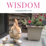 Mother hen and chicks venturing near the sliding glass door to Peck Grain