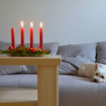 white dog on couch looking at four red advent candles