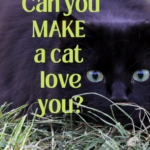 Can you make a feral cat love you?